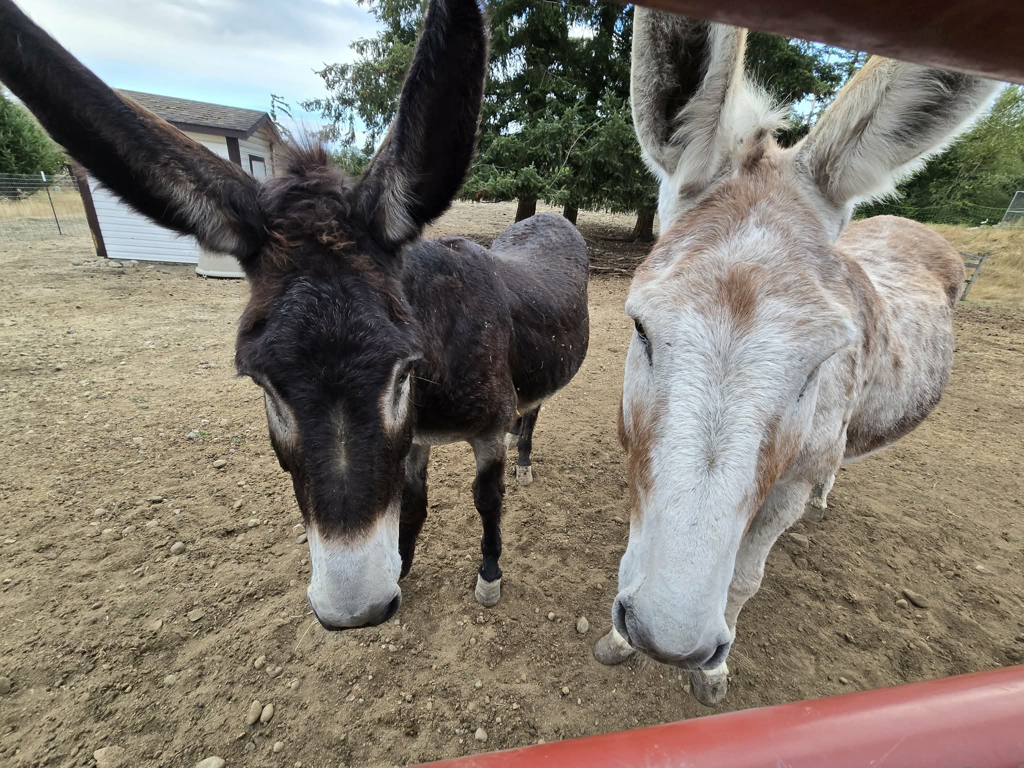 donkeys saying hi